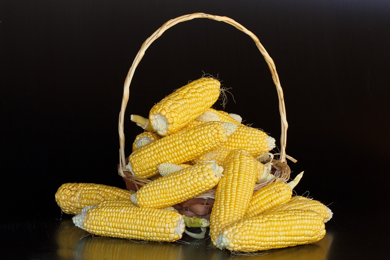 maize-380701_1280
